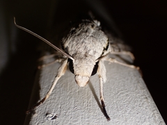 Psilogramma lifuense