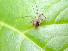 Aedes camptorhynchus