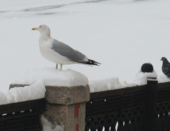 Larus argentatus