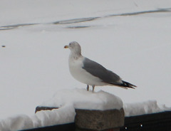 Larus argentatus