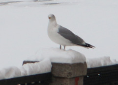 Larus argentatus