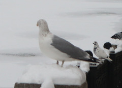 Larus argentatus