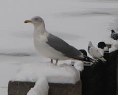 Larus argentatus