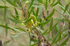 Acacia venulosa