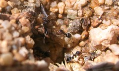 Dorymyrmex