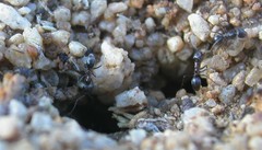 Dorymyrmex