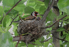 Carduelis carduelis