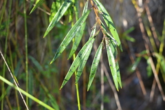Logania albiflora