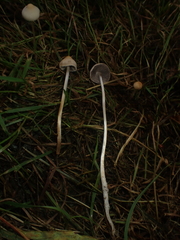 Psathyrella prona