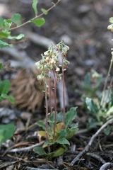 Pyrola dentata