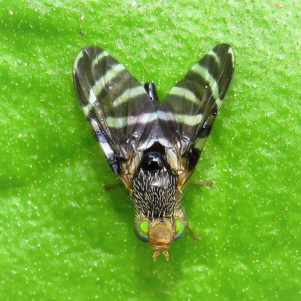 Oedaspis