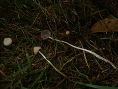 Psathyrella prona