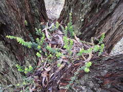 Acrotriche prostrata