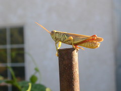 Melanoplus yarrowii