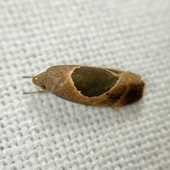 Hoplomorpha abalienella