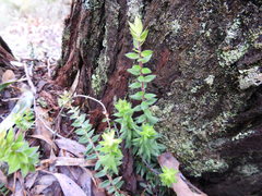 Acrotriche prostrata