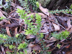 Acrotriche prostrata