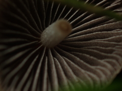 Psathyrella prona