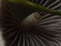 Psathyrella prona