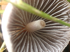 Psathyrella prona