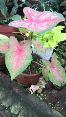 Caladium bicolor