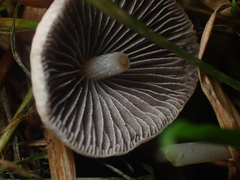 Psathyrella prona