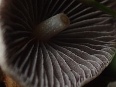 Psathyrella prona
