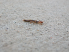 Embioptera