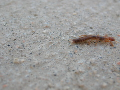 Embioptera