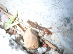 Embioptera