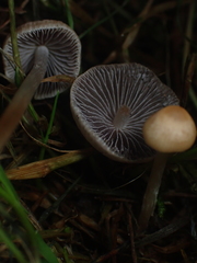 Psathyrella prona