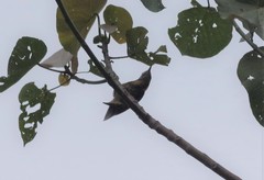 Dryobates cathpharius