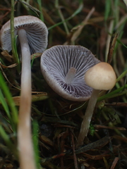 Psathyrella prona