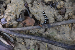 Diversibipalium rauchi