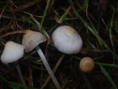 Psathyrella prona
