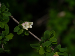 Lonicera obovata