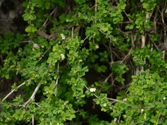 Lonicera obovata