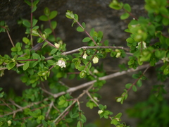 Lonicera obovata
