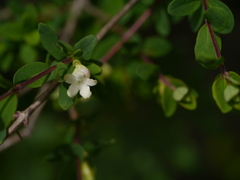 Lonicera obovata