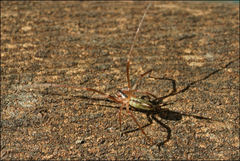 Cheiracanthium gracile