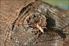 Cheiracanthium gracile