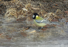 Parus major