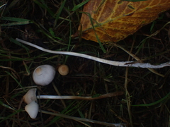 Psathyrella prona
