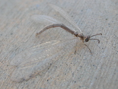 Myrmeleontidae