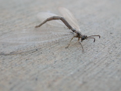 Myrmeleontidae