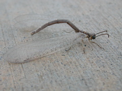 Myrmeleontidae