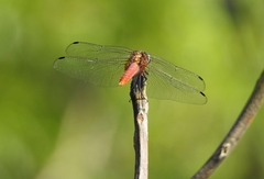 Orthetrum chrysis