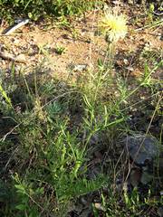 Centaurea collina