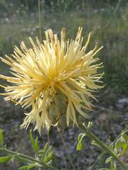 Centaurea collina