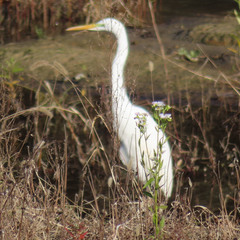 Ardea alba modesta